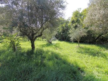 TER. AGRICOLO A SALISANO