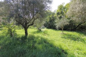 TER. AGRICOLO A SALISANO
