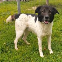 Lupin Adozione del cuore