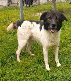 Lupin Adozione del cuore