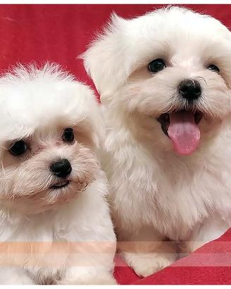 Cuccioli di MALTESE