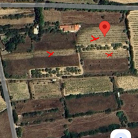 Vigneto di carignano