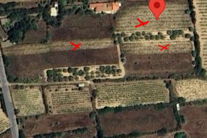 Vigneto di carignano