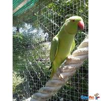 Coppia parrocchetto dal collare