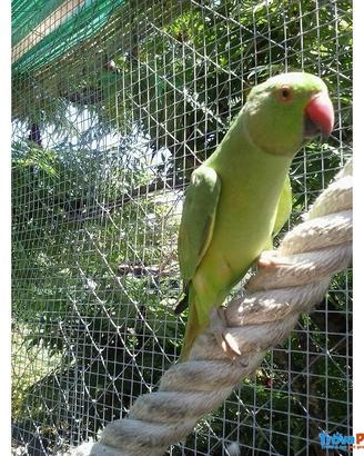 Coppia parrocchetto dal collare