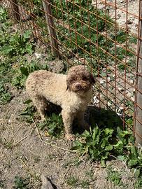 Lagotto romagnolo
