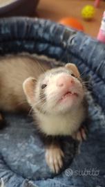 Furetto
