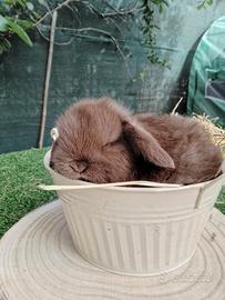 Mini Lop conigli nani
