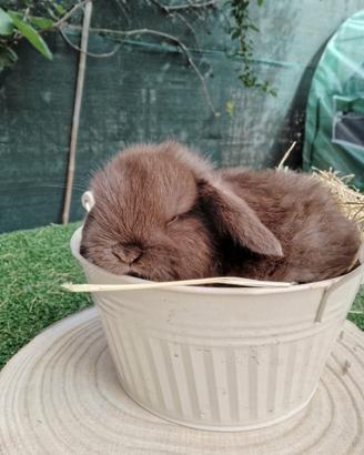 Mini Lop conigli nani