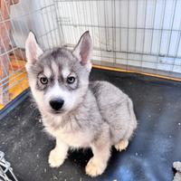 Siberian Husky con pedigree enci