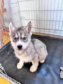 Siberian Husky con pedigree enci