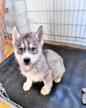 Siberian Husky con pedigree enci
