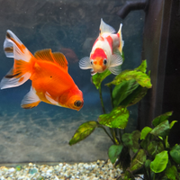 Pesci rossi