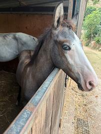 Cavallo