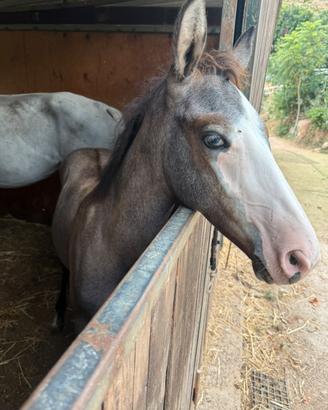 Cavallo