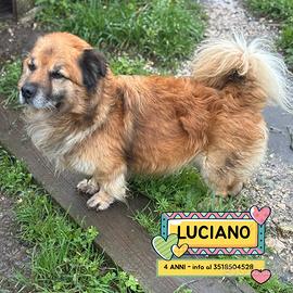 LUCIANO 4 anni dolce e simpatico in adozione