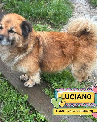 LUCIANO 4 anni dolce e simpatico in adozione