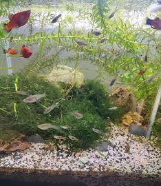 Guppy mix endler