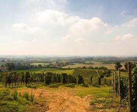 Terreno boschivo non coltivato 20 pertiche