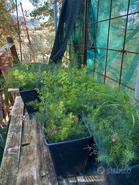  semi di asparagi e/o piantine di asparagi