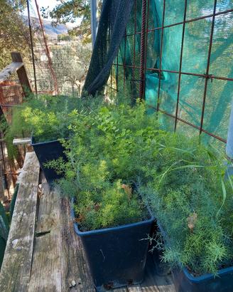  semi di asparagi e/o piantine di asparagi