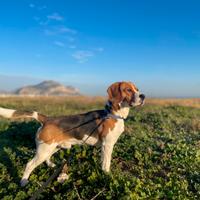 Beagle con pedegree per monta