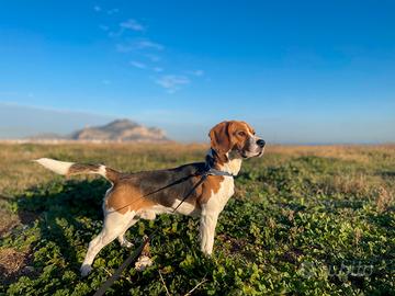 Beagle con pedegree per monta