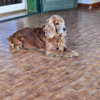 Cocker disponibile per accoppiamento