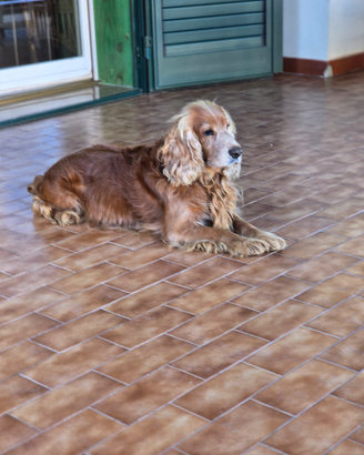 Cocker disponibile per accoppiamento