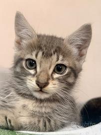 Gattini