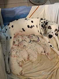 Cuccioli di dalmata