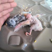 2 Pulli di parrocchetto di bourke