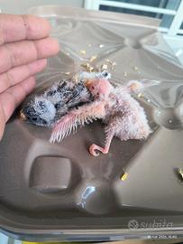 2 Pulli di parrocchetto di bourke