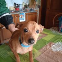 Cucciolo maschio di pincher