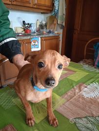 Cucciolo maschio di pincher