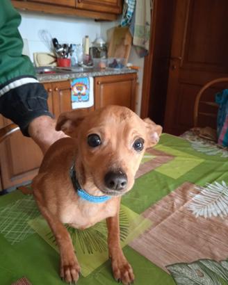 Cucciolo maschio di pincher