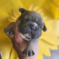 Bulldog francese Mini