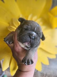 Bulldog francese Mini