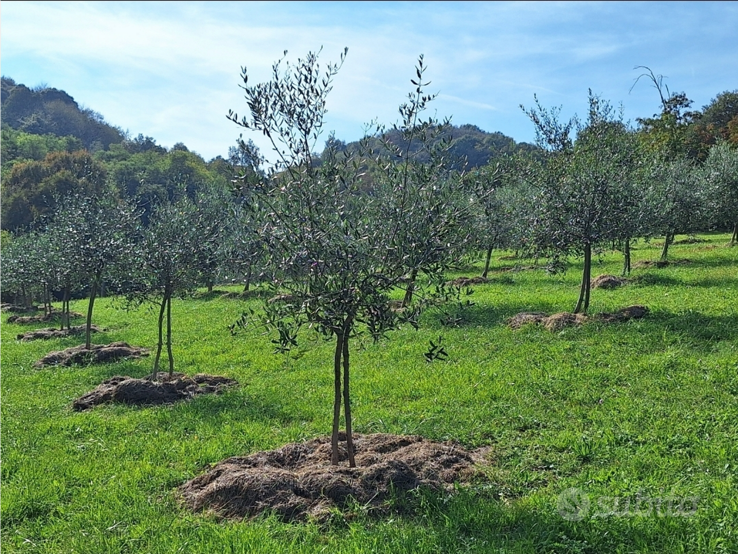 Terreno in collina con ulivi - Vista 3
