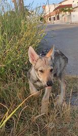 Cane Lupo Cecoslovacco ENCI - Test genetici - Disp