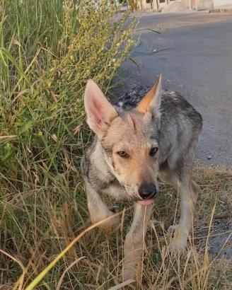 Cane Lupo Cecoslovacco ENCI - Test genetici - Disp