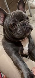 Bulldog francese per accoppiamento