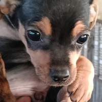 Disponibile Phincsher maschio di 4 mesi