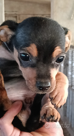 Disponibile Phincsher maschio di 4 mesi