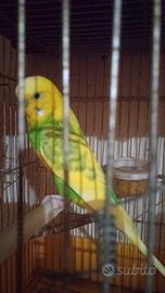 Pappagalli cocorite