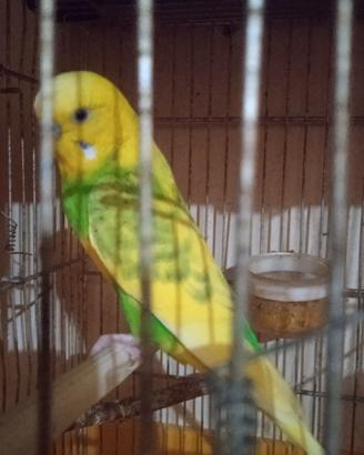 Pappagalli cocorite