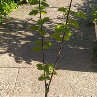 PIANTA DI GELSO IN VASO