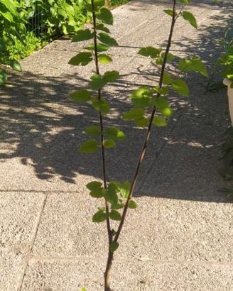 PIANTA DI GELSO IN VASO