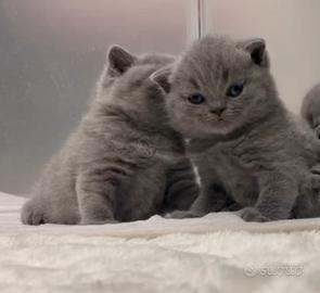 British shorthair cucciolo