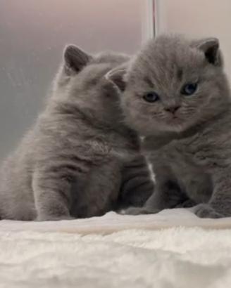 British shorthair cucciolo